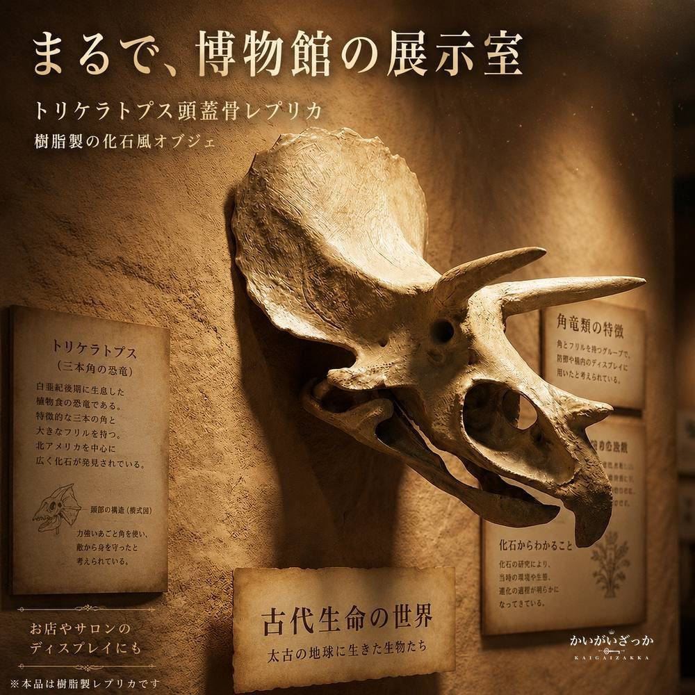 トリケラトプス 頭蓋骨 レプリカ 壁掛け 恐竜 化石 風 オブジェ 樹脂製 リアル造形 博物館風 ウォールデコ 立体 インテリア 書斎 リビング 店舗 ディスプレイ コレクション 誕生日 プレゼント