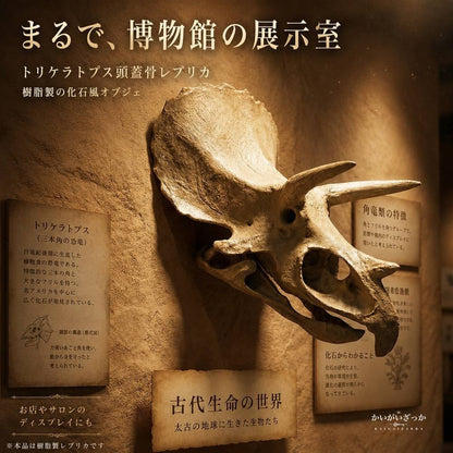 トリケラトプス 頭蓋骨 レプリカ 壁掛け 恐竜 化石 風 オブジェ 樹脂製 リアル造形 博物館風 ウォールデコ 立体 インテリア 書斎 リビング 店舗 ディスプレイ コレクション 誕生日 プレゼント